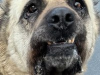 Dev Irk Anadolu Çoban Köpeği