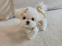Bulut gibi bembeyaz köpeklerimiz sahiplerini bekliyor