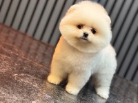 POMERANİAN BOO YAVRULARIM