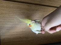 Alışık sultan papağanı lutino yetişkin