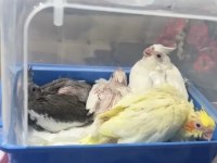 Evcil Sultan Papağanı Albino Lutino Grey