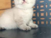 British Shorthair Yavrular Sahiplendirilecektir