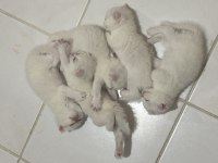 British shorthair scottish fold karışımı 4 dişi 1 erk