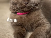 2 aylık british longhair bebeklerimiz