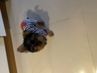 Yorkshire terrier erkek safkan