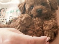 Toy Poodle Köpekler İçin Ulaşın