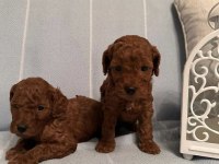 Orjinal her boy toy poodle bebekler