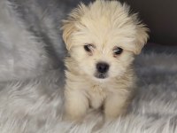 Tea cup maltipoo yavrumuz