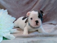 FRENCH BULLDOG YAVRULARI