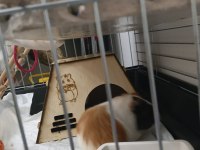 Ginepig 3 Aylık