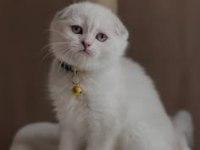 Kucaktan İnmeyen, Çok Uysal Scottish Fold Bebek