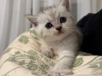 Yavru British Shorthair Ve Scottish Shorthair Kedilerimiz