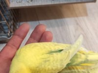 Taze muhabbet kuşu 2 güne yeme düşecek