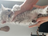 Scottish fold yavru