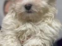 Avrupa girişli yavru köpeklerimiz