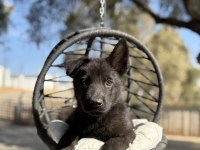 Muhteşem alman çoban köpeği yavrularımız