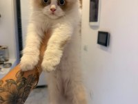 RAGDOLL DİŞİ