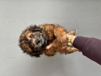 Dişi erkek maltipoo bebeklerimiz