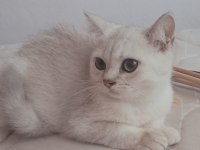 British Shorthair Silver Erkek