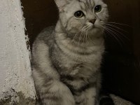 British Shorthair Dişi
