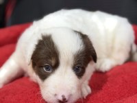 A kalite border Collie