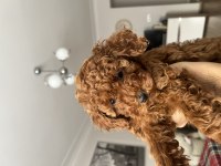Dişi Tam Bir Oyun Canavarı Toy Poodle