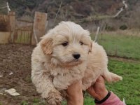 Maltipoo harika pofuduk yavrularımız