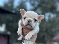 Egzotik French Bulldog A Kalite