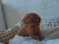 Hayalindeki Poodle’a Bir Adım Uzaktasın