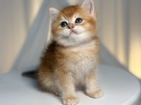 Ny11 Golden Shaded Yakışıklı British Shorthair