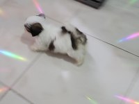 4 Aylık shih tzu Dobby Yeni yuvasını arıyor