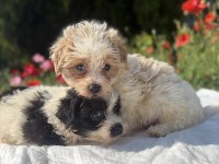 Morkie Bebekler Erkek