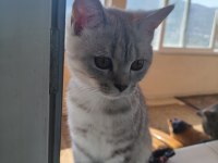 British shorthair kedisi