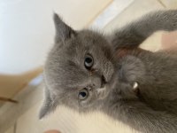 British short hair yavru kedi