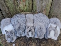 Mini lop ve cüce tavşan bebeklerimiz