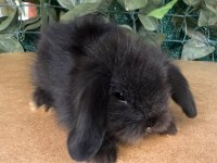 SAFKAN HOLLANDA TEDDY LOP TAVŞANI YAVRULAR