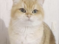 Golden British Shorthair Kedisi