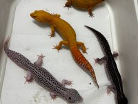 Adult Leopard Gecko