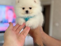 Pomeranian AYICIKLAR 2 dişi ve 2 erkek