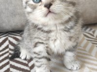 Safkan british shorthair yavrularımız yeni yuvasını arıyor