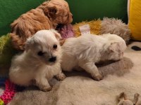 Maltipoo Miniklerim