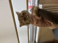 British Longhair Kedimiz