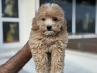 Petmode köpek çiftliğinden maltipoo yavrularımız