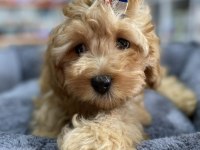 Mini Ve Standart Maltipoo Bebekler