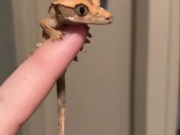 CRESTED GECKOLAR
