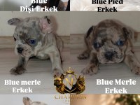 FRENCH BULLDOG KÖPEĞİMİZ