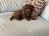 75 Günlük Teacup Poodle