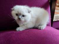 Scottish fold son yavru
