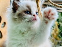 Yurtdışından Anne ve Baba Şecereli Ragdoll Yavru Kediler
