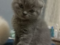 20 Nisan doğumlu eskişehir scottish fold